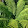 Tropical Garden Lover
