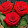 white rose