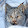 Lynx Рысь