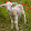 satan lemouton