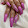Bala Nails