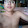 Trieu Nguyen