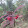 Phi Luong