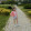 girl s