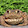 Average Toad