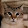 WHITE TIGER_YT19