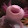 NoobyNubCorn RC