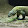 hérpétologica snake reptile