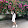 Thương Phạm