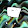 PoPSaCoLa †_† 2056