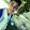 abdo shafter