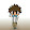 Rex '-'
