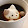 The Cat