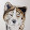Nekos Pencil Art By Michéle Bauer