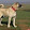 kangal