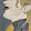 Special-ZZ-