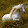 the white unicorn