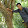 Vinayaka Aralasurali