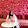 Dương Song Di