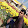 SANJOY GARAI