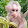 MONKEY DOO