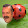 immediamal coccinello