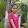 Hằng Bùi