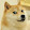 Ny Dog
