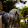 Schleich Sugar Horse