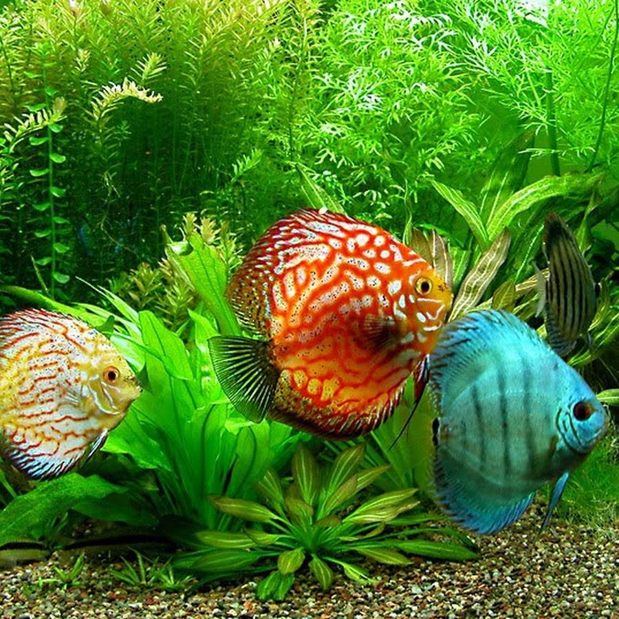 Fotos de peixes de agua doce ornamentais 11 Fotos de peixes de agua doce ornamentais 86