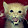 Sir Kitten Lord Of Tuna