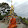manju tongdee