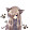 Marinka Cat