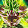 Broly Hikari