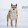 Rony the Shiba Inu