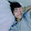 hansung kim