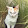 Kitty_Officiel