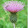 Thistle DoNicely