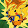Pikaman