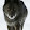 Wolf And Horse