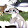 Okki Cat