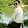 Chanel Sinh