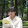 nguyen MP