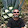 ion ovidiu Adam