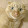 Милана cat