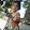Thanh Hon