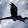 Crow 666