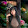 Bac Tran Thi Thanh