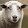 Waking UpTheSheep