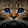 Alisa Cat